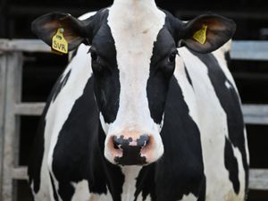 Supporting image for story: Shrewsbury livestock market achieves record-breaking average 