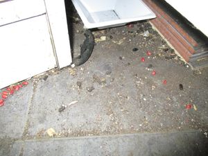 A rat infestation was found discovered inside Anna's Sandwich Shop