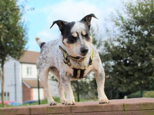Supporting image for story: New home wanted for one-eyed Jack Russell Sam