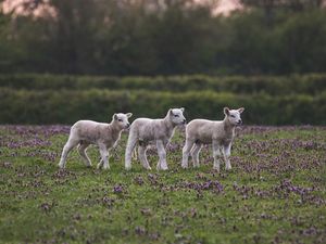 Supporting image for story: 'Noticeable increase in reported lamb thefts' police in Shropshire warn farmers