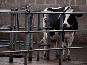 Supporting image for story: Further bluetongue cases confirmed in Co Down herd