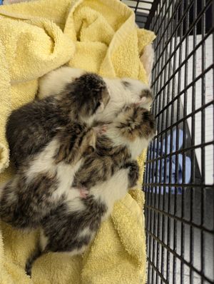 The kittens who were found abandoned in Yardley, Birmingham. Photo: RSCPA