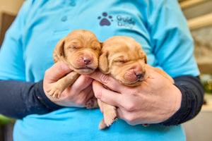 The puppies will eventually be trained as Guide Dogs. Photo: Dave Phillips/PinPep