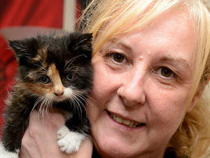 Supporting image for story: Driver finds kitten in car engine - after a week under bonnet