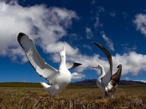 Supporting image for story: Call to support island mice eradication bid after latest attack on albatross