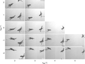 Supporting image for story: Scientists train spider to jump on demand