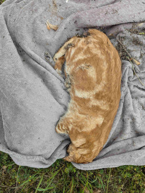 RSPCA release picture of a cat found dead in woodland in Wolverhampton - found with a plastic bag tied around its head