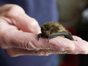 Supporting image for story: Canal walks to help examine world of bats