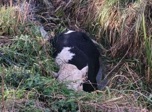 The cow was stuck in a water-filled six-foot ditch between two fields. Picture: Amber Watch Wellington