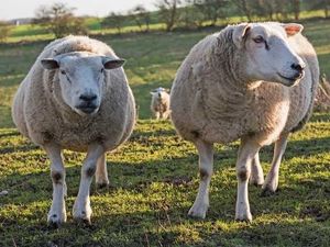 Supporting image for story: Harper Adams University to play role in £2.9m farming innovation project