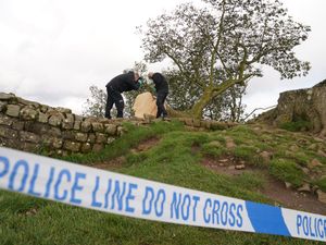 Northumbria Police examining the felled Sycamore Gap tree (PA)