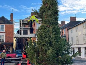 Supporting image for story: Christmas tree arrives as Ludlow gears up for its annual winter festival