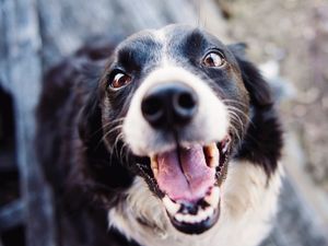 Supporting image for story: LETTER: PDSA will always help sick animals