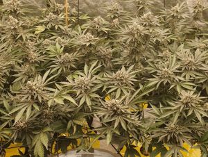 Supporting image for story: Man arrested and cannabis plants seized during early morning police raid in Halesowen