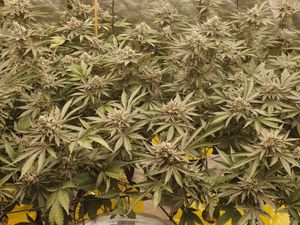 Supporting image for story: Man arrested and cannabis plants seized during early morning police raid in Halesowen