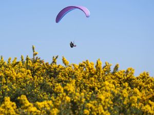 A person paraglides above a yellow floral hedge, amid blue skies
