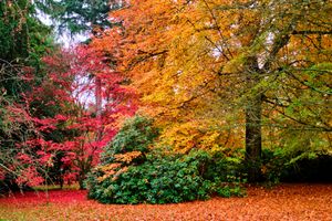 Peter Palmer – Autumn’s Contrast