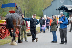 The heavy horses event was a big hit on the first day