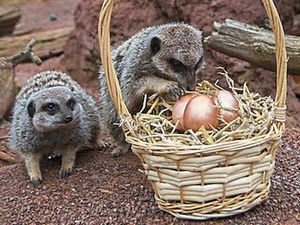 Supporting image for story: Meerkats given Easter treat