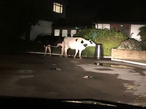 Supporting image for story: 'Moo-ve along, nothing to see': Cows steered off main road in Cannock