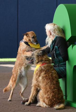 Jan Ralph with her Belgian shepherds named Puzzel and Spi, the least popular breed shown