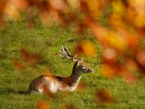 Supporting image for story: UK wildlife to replace historical figures on next series of banknotes