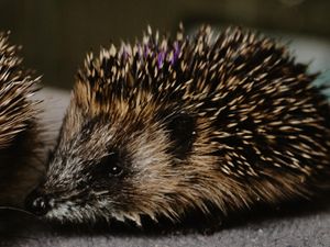 Supporting image for story: Peter Rhodes on chain gangs, a woolly hedgehog and a sea urchin in deepest Oxfordshire