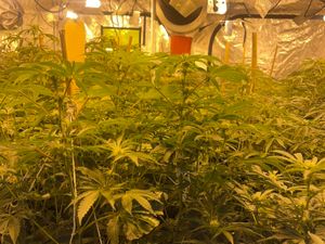 Supporting image for story: Police uncover cannabis factory with 'very dangerous wiring' in Wolverhampton