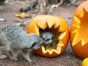 Supporting image for story: Animals enjoy pumpkin treats as part of Halloween
