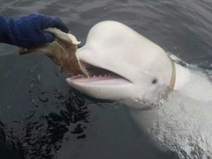 Supporting image for story: Beluga whale rumoured to be Russian spy found dead