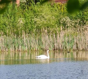 The pond before work started