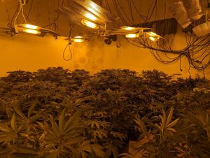 One room full of plants