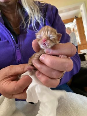 A still from the new campaign video. Picture. Shropshire Cat Rescue