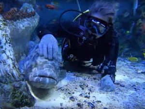 Supporting image for story: Underwater love blossoming at Birmingham's Bear Grylls Adventure - with video