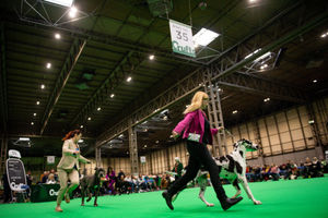 Great Danes are paraded at the Birmingham National Exhibition Centre (NEC) during the third day of the Crufts Dog Show. PA Photo. Issue date: Saturday March 7, 2020. See PA story ANIMALS Crufts. Photo credit should read: Jacob King/PA Wire.