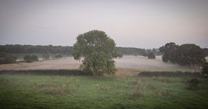 Soulton Wood, linked to Shakespeare's AS YOU LIKE IT in early autumn. 