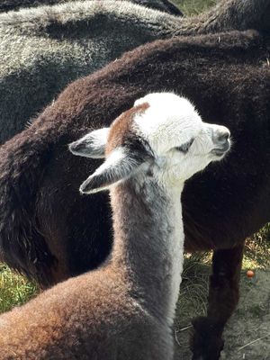 The Paca Picnics idea was sparked following easing in lockdown restrictions