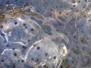 Supporting image for story: Circles of life in frogspawn
