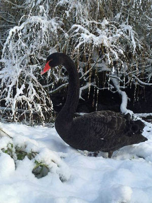Snowy conditions at Dudley Zoo. Pic: http://www.dudleyzoo.org.uk/snows-love-hate-thing/