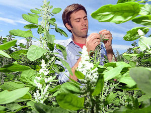 Supporting image for story: Shropshire quinoa supplier in exclusive three-year deal