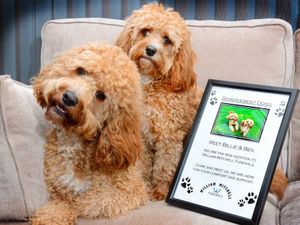 Supporting image for story: Pups help families paws for thought