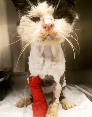 Maximus was found in a very bad condition, but the staff at Stray Cat Rescue Team have been taking care of him