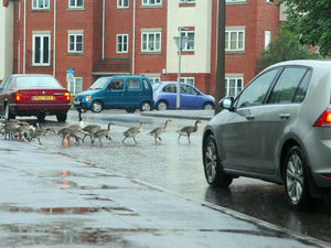 Supporting image for story: Have a gander at this! Phil's snap scoops £100 Star Witness prize