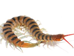 Supporting image for story: Centipedes incorporate weapons of bacteria and fungi into their venoms – study