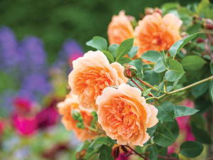 Supporting image for story: Dame Judi Dench to launch Shropshire rose at Chelsea Flower Show