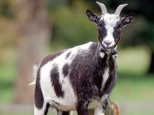 Supporting image for story: Police called as angry goat chases women up trees in Telford