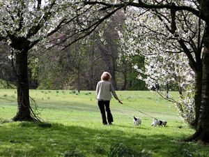 Supporting image for story: Dog owners warned to keep pets on leads near livestock