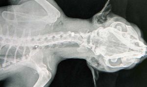 The bullet was found in the cats neck