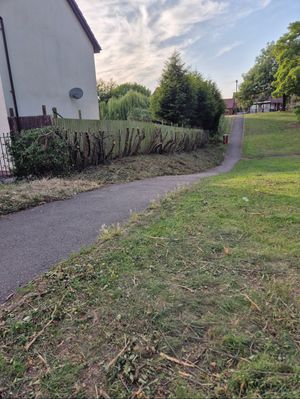 The hedge in Hawbush after Dudley Council decided drastic action was needed to control it. Picture Cllr Matt Cook free for LDRS use