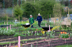 The allotment in Stourbridge
